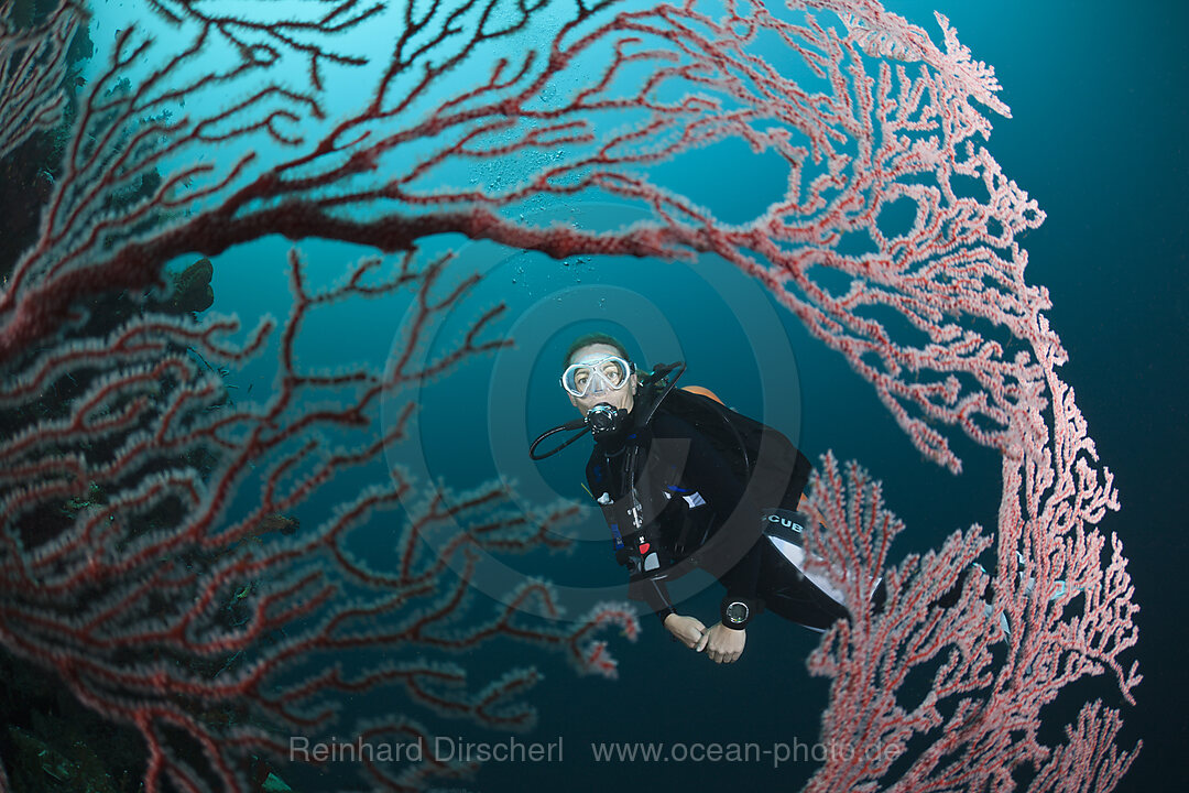 Scuba Diver and Seafan