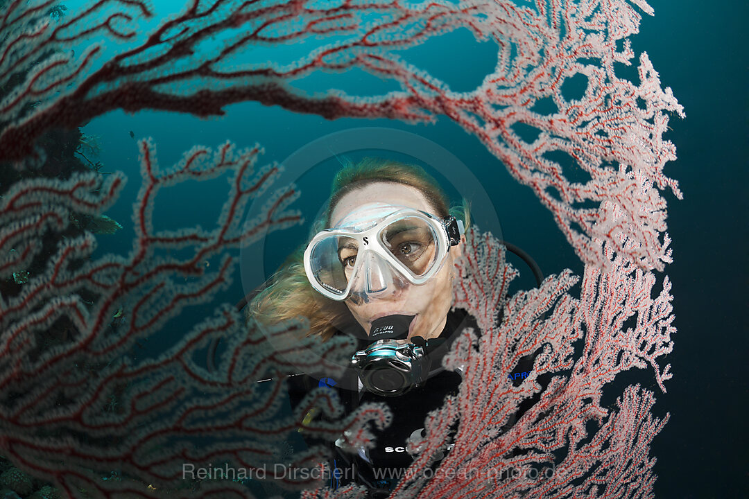 Scuba Diver and Seafan, Melithaea sp., Cenderawasih Bay, West Papua, Indonesia