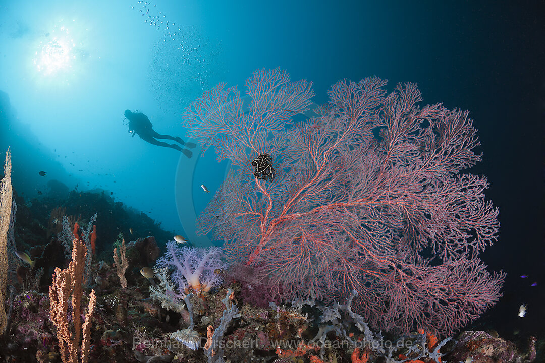 Scuba Diver and Seafan, Melithaea sp., Cenderawasih Bay, West Papua, Indonesia