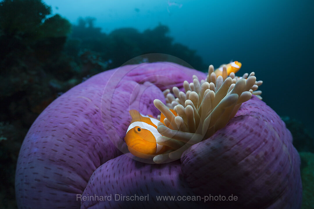 Orange-Ringel-Anemonenfische in Prachtanemone