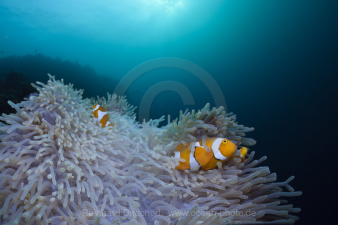 Orange-Ringel-Anemonenfische in Prachtanemone
