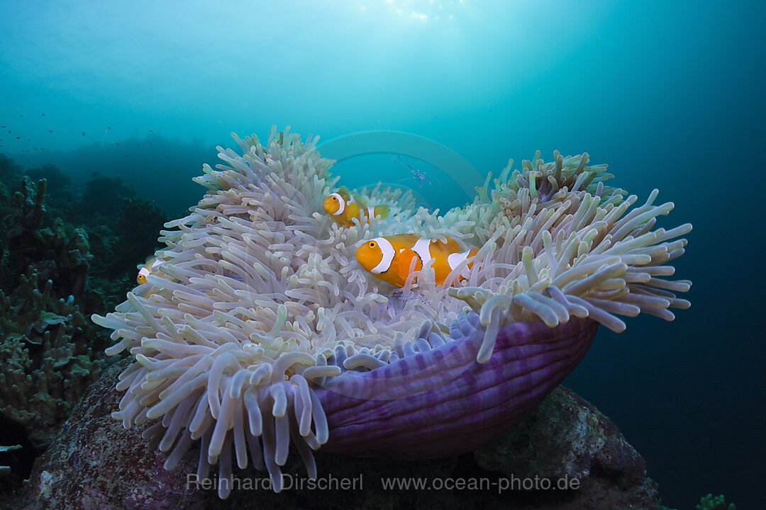 Orange-Ringel-Anemonenfische in Prachtanemone, Amphiprion ocellaris, Heteractis magnifica, Cenderawasih Bucht, West Papua, Indonesien