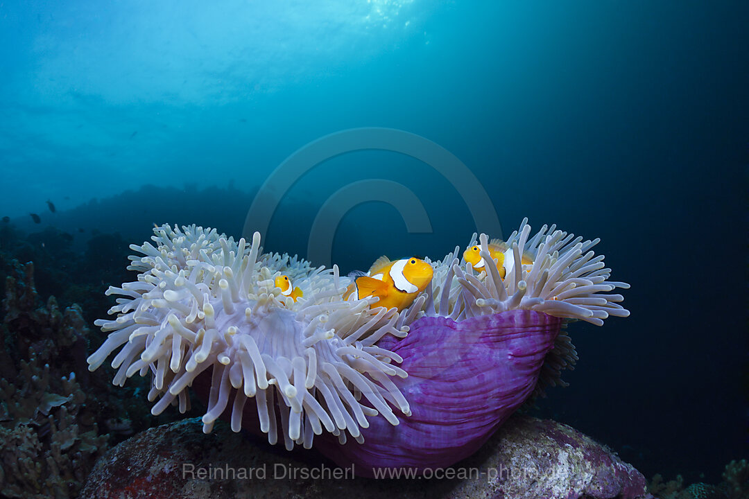 Clown Anemonefish in Magnificent Sea Anemone