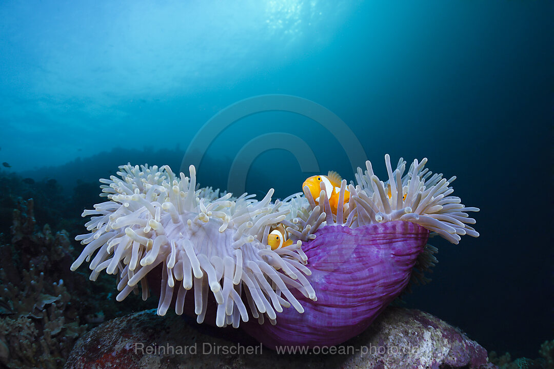 Orange-Ringel-Anemonenfische in Prachtanemone, Amphiprion ocellaris, Heteractis magnifica, Cenderawasih Bucht, West Papua, Indonesien