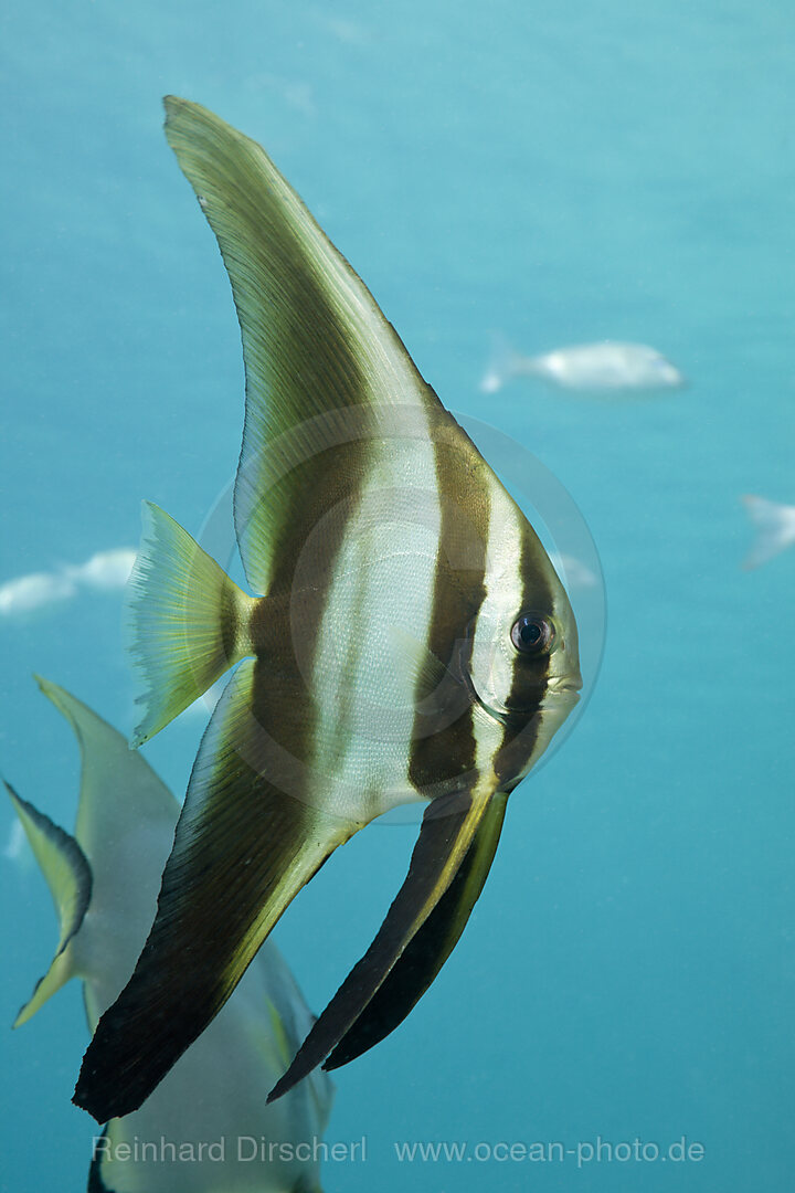 Juvenile Longfin Batfish