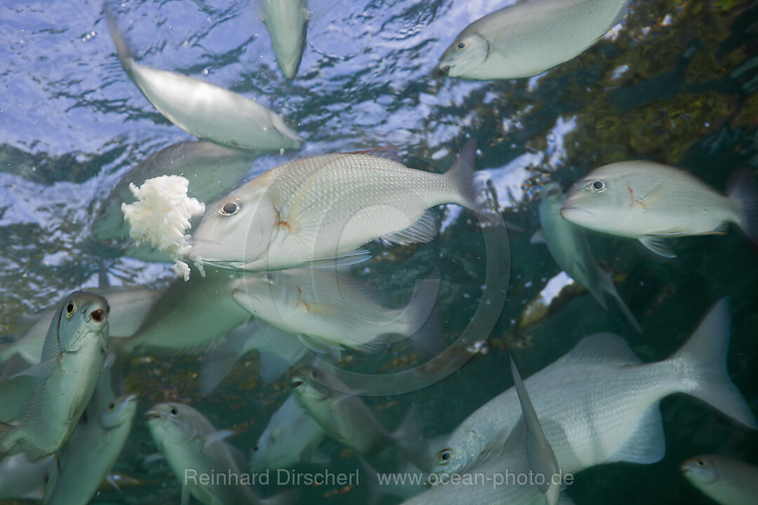 Gelbstreifen-Heringsmakrelen fressen Brod, Selaroides leptolepis, Cenderawasih Bucht, West Papua, Indonesien