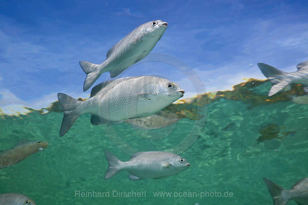 Yellowstripe Scad swimming close to Surface