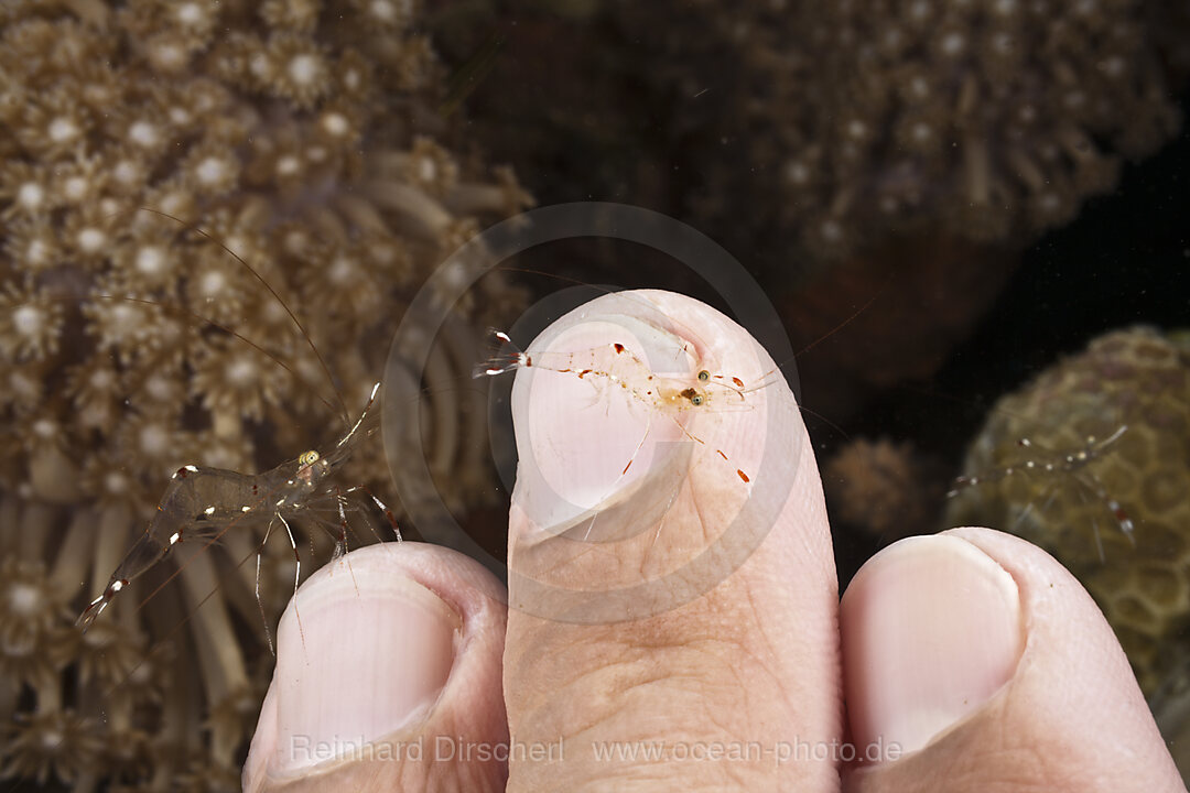 Cleaning Shrimp cleaning Finger of Scuba Diver, Periclimenes sp., Cenderawasih Bay, West Papua, Indonesia