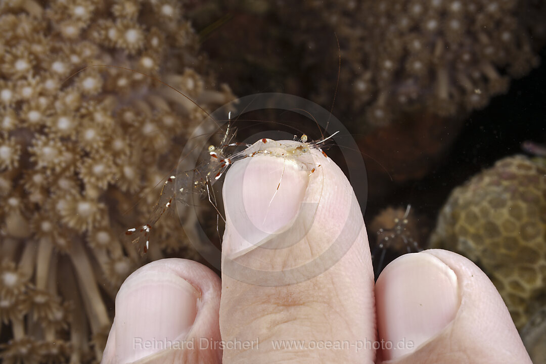 Putzergarnelen reinigen Finger von Taucher, Periclimenes sp., Cenderawasih Bucht, West Papua, Indonesien