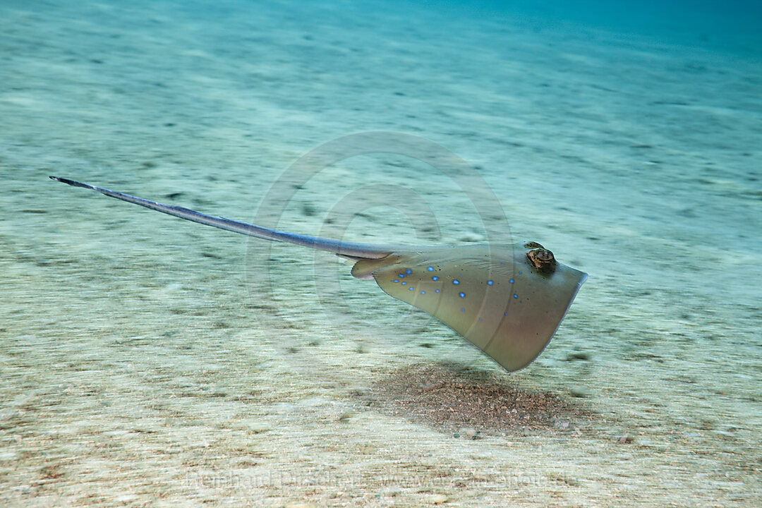 Bluespotted Stingray