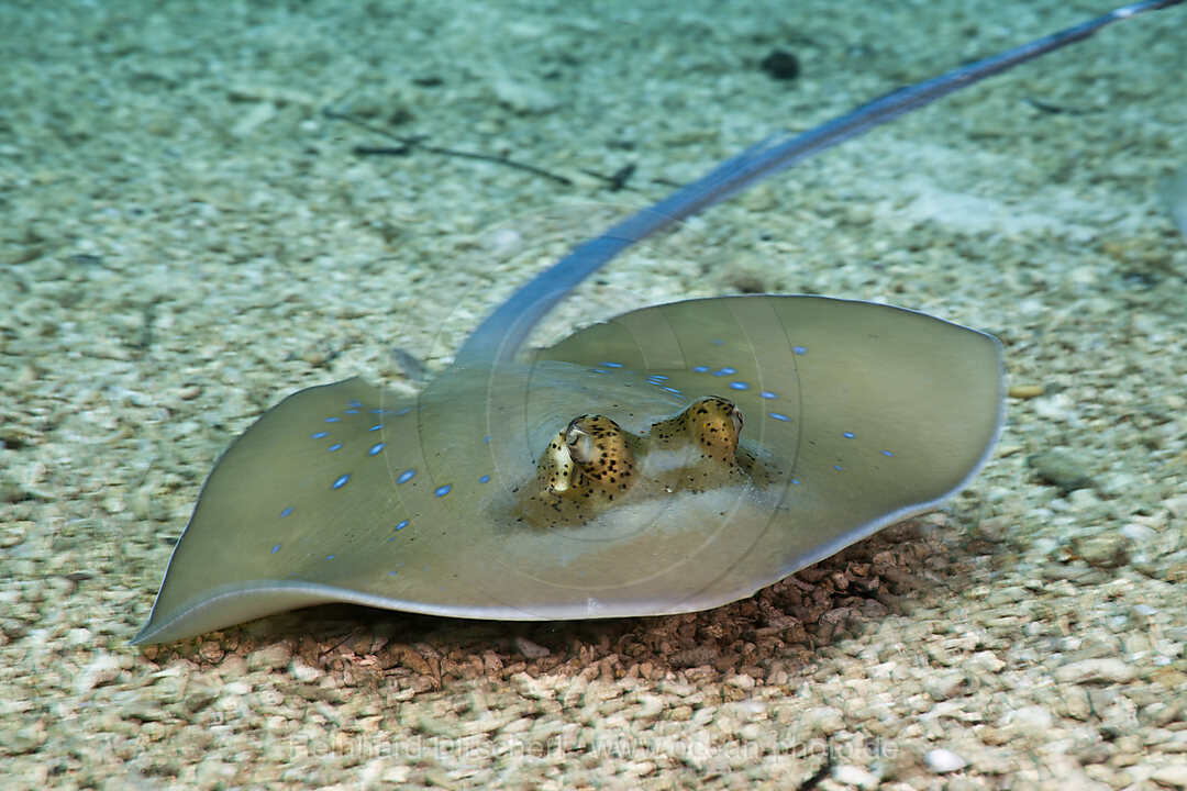 Bluespotted Stingray, Dasyatis kuhlii, Cenderawasih Bay, West Papua, Indonesia