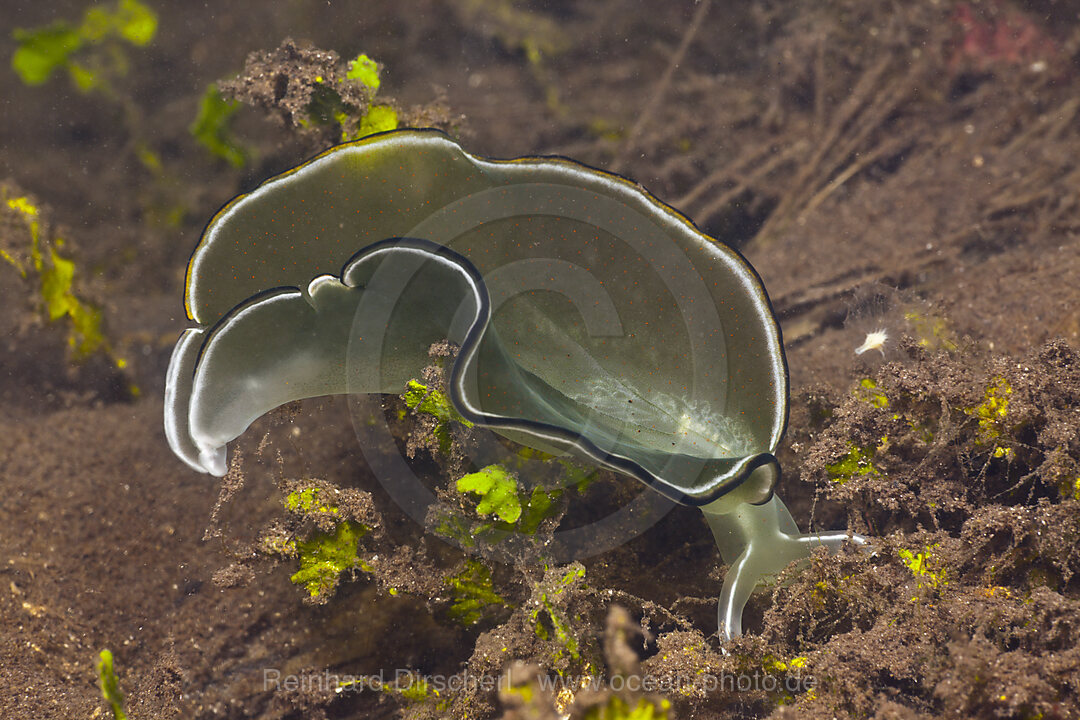 Saftsauger ernaehrt sich von Algen, Elysia sp., Cenderawasih Bucht, West Papua, Indonesien