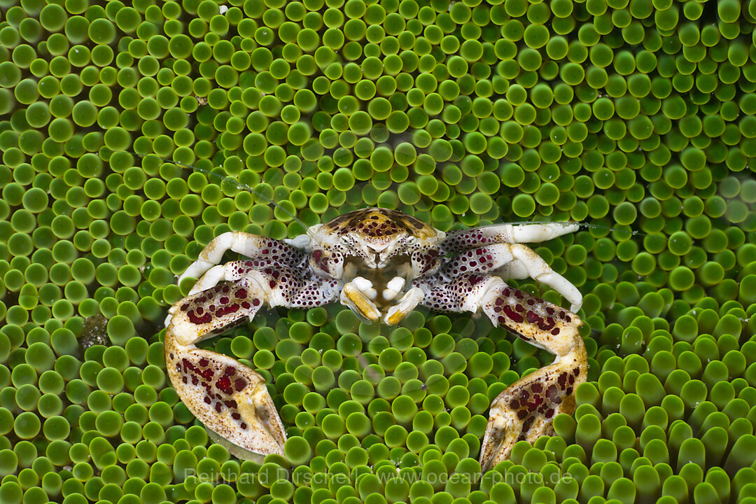 Porcelain Crab in Sea Anemone