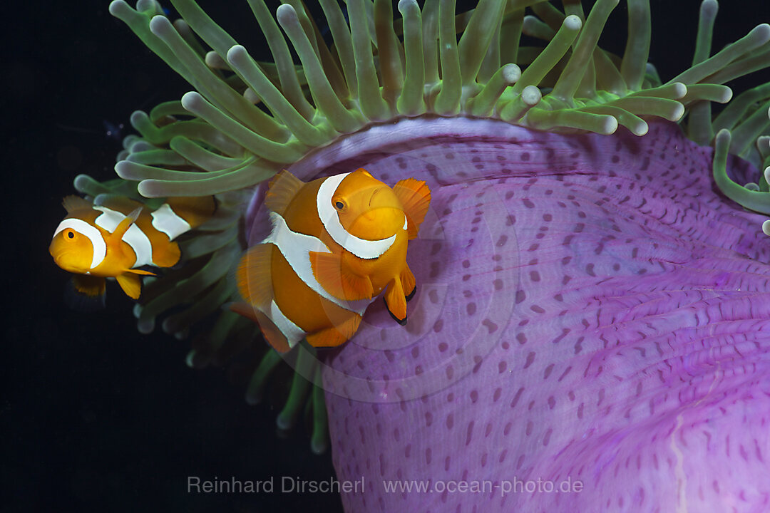 Orange-Ringel-Anemonenfische in Prachtanemone, Amphiprion ocellaris, Heteractis magnifica, Cenderawasih Bucht, West Papua, Indonesien