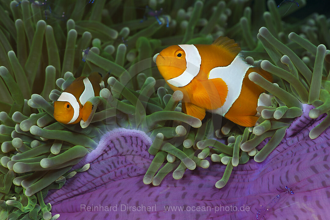 Clown Anemonefish in Magnificent Sea Anemone