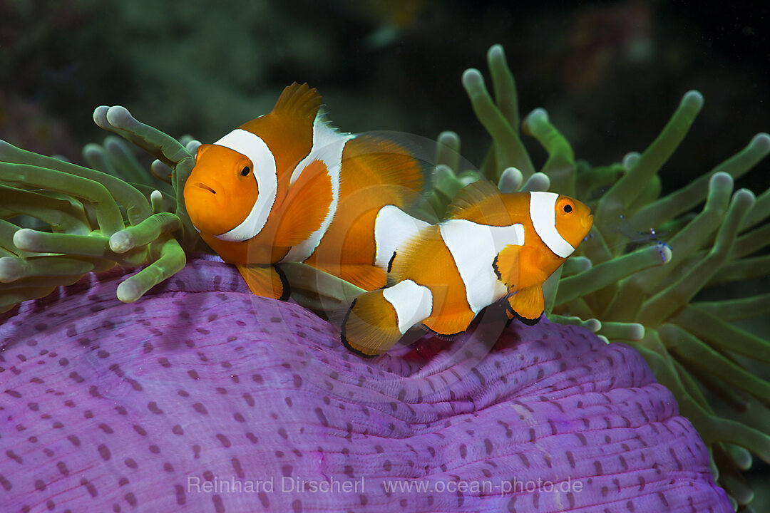 Clown Anemonefish in Magnificent Sea Anemone
