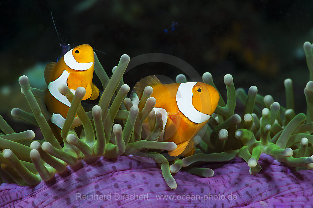 Orange-Ringel-Anemonenfische in Prachtanemone, Amphiprion ocellaris, Heteractis magnifica, Cenderawasih Bucht, West Papua, Indonesien