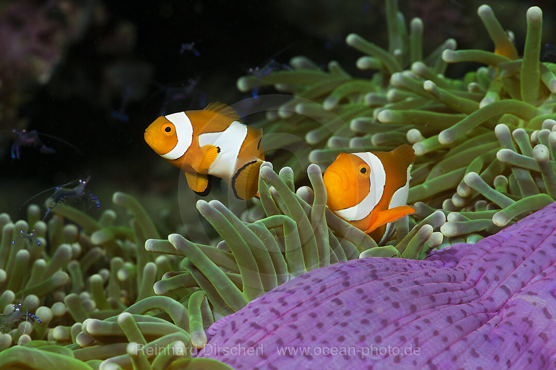 Clown Anemonefish in Magnificent Sea Anemone