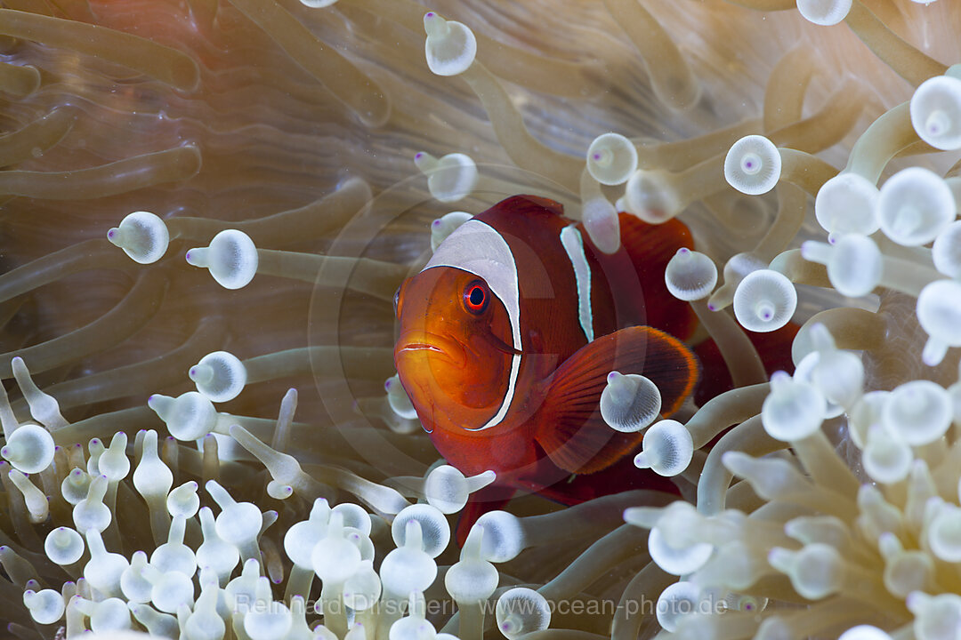Spinecheek Clownfish in white Bubble Tip Sea Anemone