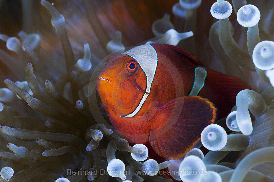 Spinecheek Clownfish in white Bubble Tip Sea Anemone