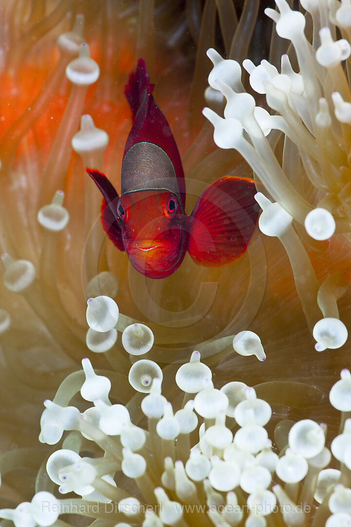 Stachel-Anemonenfisch in weisser Blasen-Anemone, Premnas aculeatus, Entacmaea quadricolor, Cenderawasih Bucht, West Papua, Indonesien