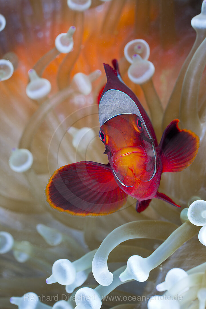 Stachel-Anemonenfisch in weisser Blasen-Anemone