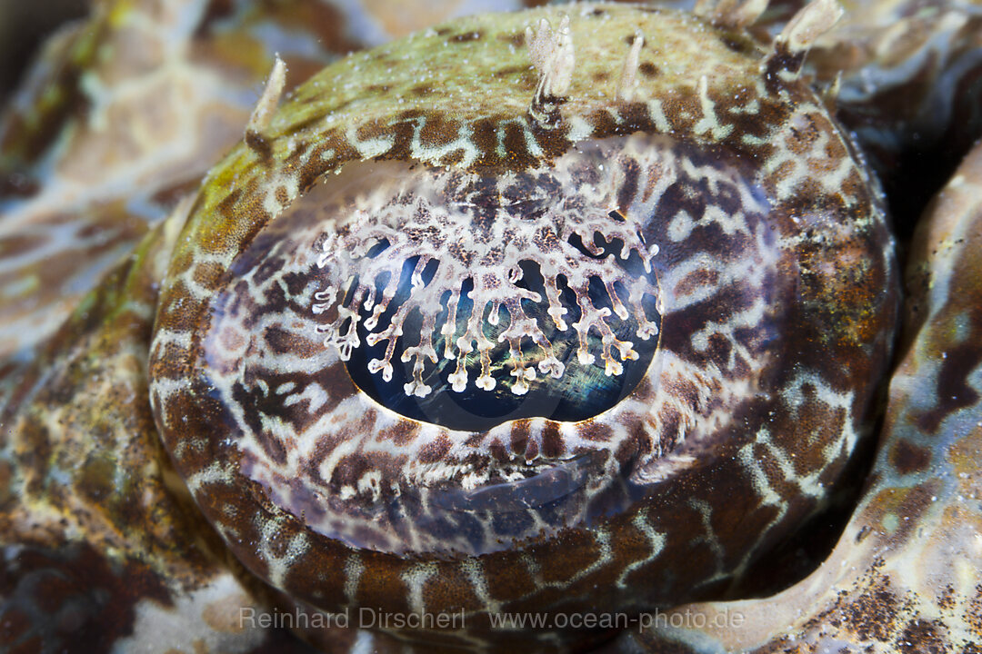 Eye of Beauforts Crocodilefish