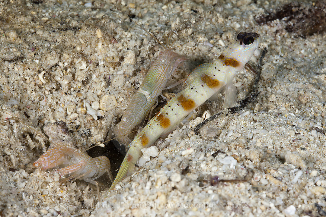 Rotsaum-Waechtergrundel in Symbiose mit Knallkrebs, Cryptocentrus cinctus, Alpheus ochrostriatus, Cenderawasih Bucht, West Papua, Indonesien