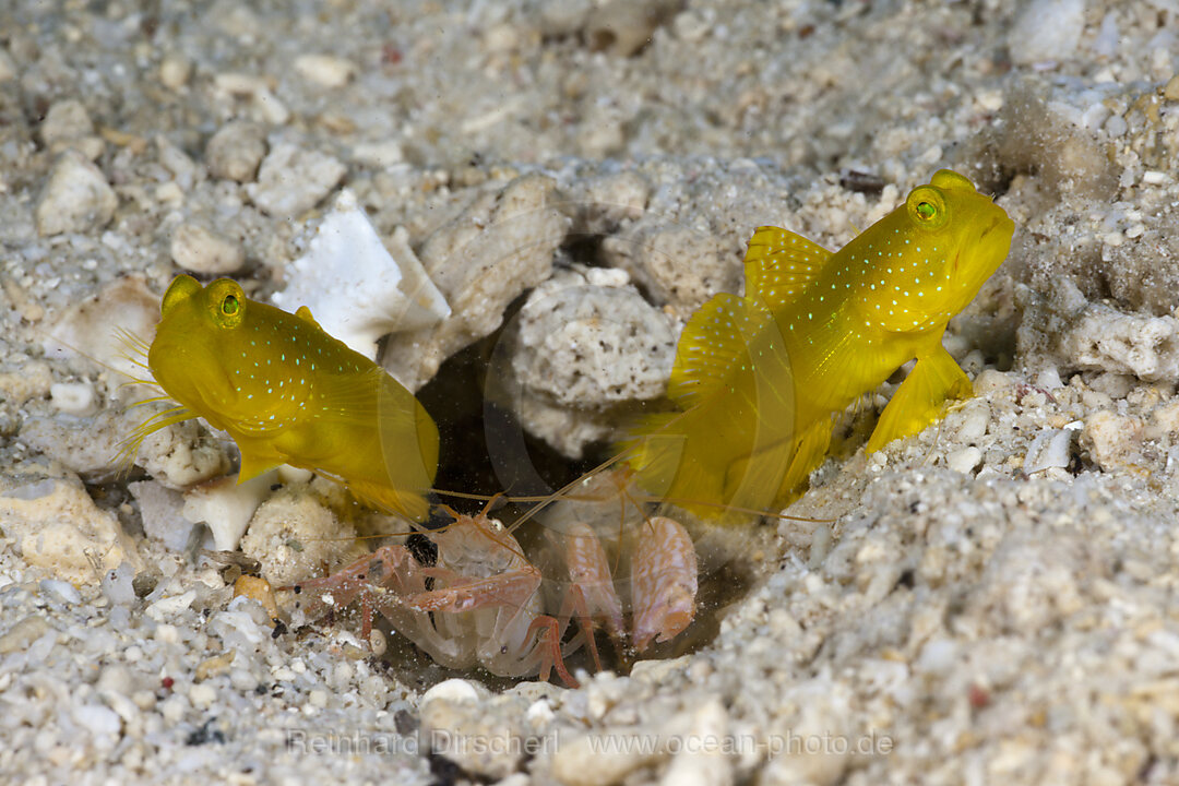 Gelbe Waechtergrundeln in Symbiose mit Knallkrebs, Cryptocentrus cinctus, Alpheus ochrostriatus, Cenderawasih Bucht, West Papua, Indonesien