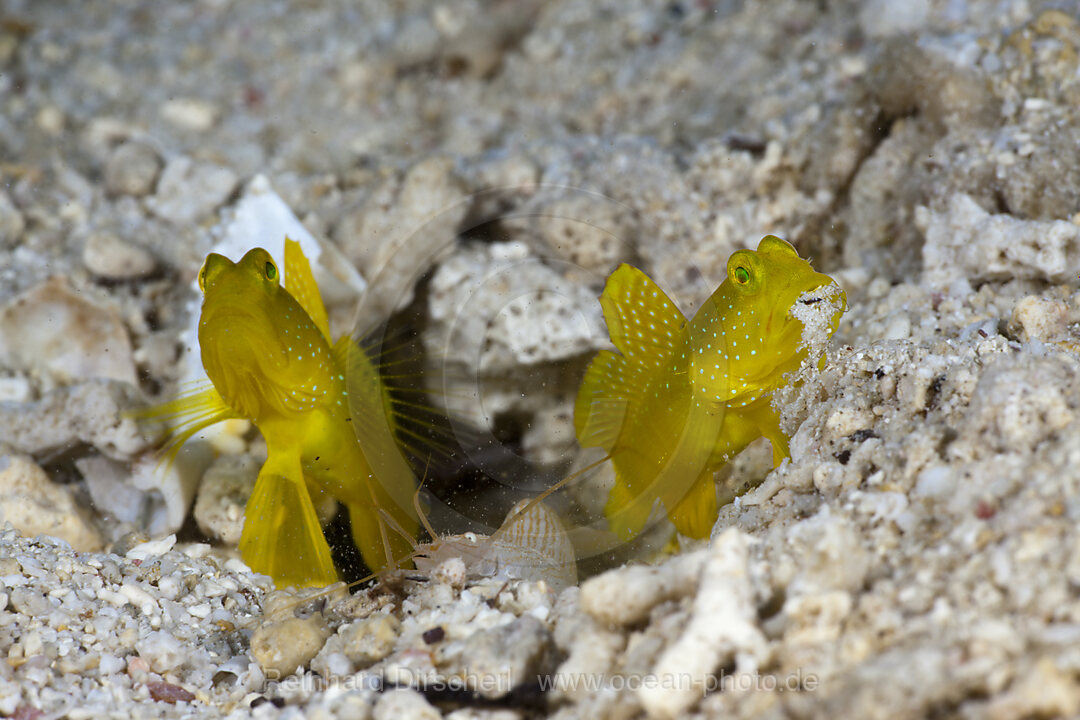 Gelbe Waechtergrundeln in Symbiose mit Knallkrebs, Cryptocentrus cinctus, Alpheus ochrostriatus, Cenderawasih Bucht, West Papua, Indonesien