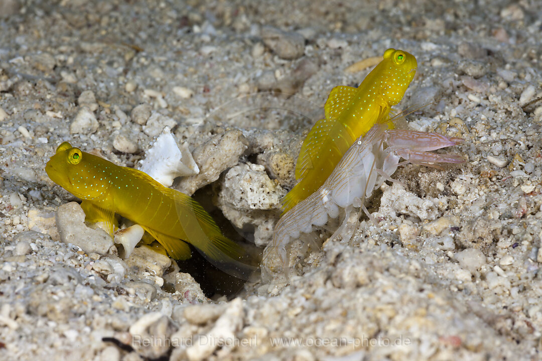 Gelbe Waechtergrundeln in Symbiose mit Knallkrebs, Cryptocentrus cinctus, Alpheus ochrostriatus, Cenderawasih Bucht, West Papua, Indonesien