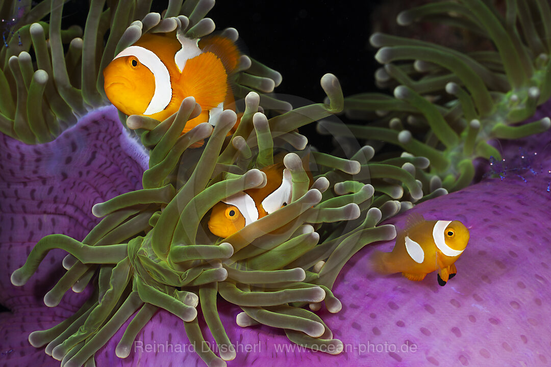 Orange-Ringel-Anemonenfische in Prachtanemone