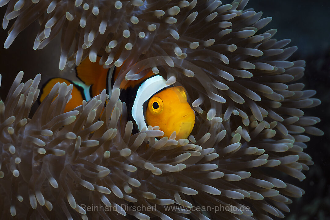 Clown Anemonenfisch in Seeanemone