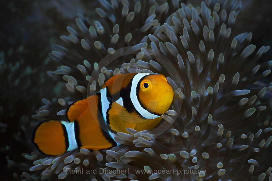 Clown Anemonenfisch in Seeanemone