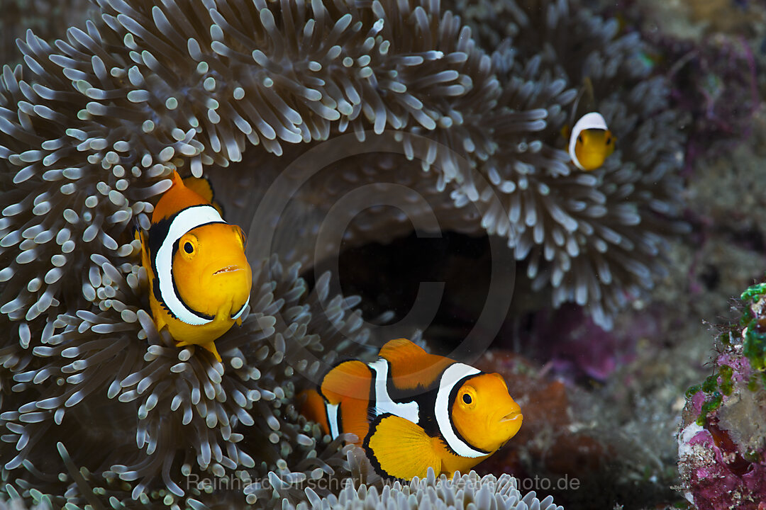 Clown Anemonenfische in Seeanemone, Amphiprion percula, Cenderawasih Bucht, West Papua, Indonesien