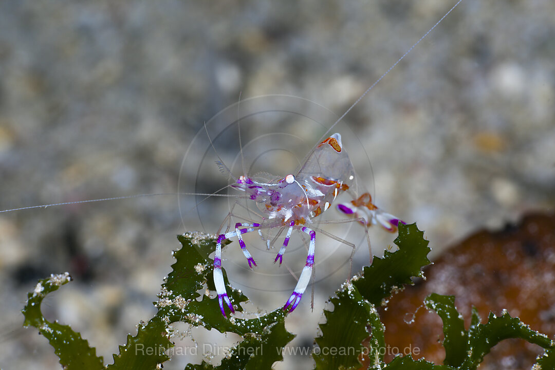 Nahaufnahme einer Partnergarnele, Periclimenes cf. venustus, Cenderawasih Bucht, West Papua, Indonesien