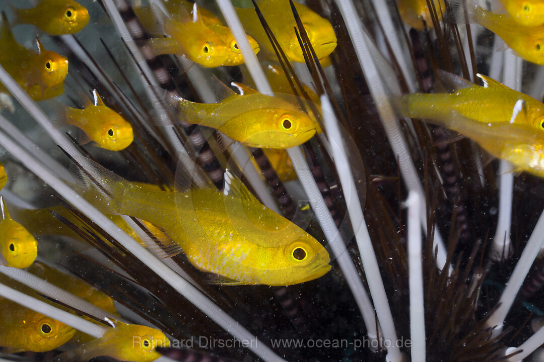 Weisssaum-Kardinalfische suchen Schutz in giftigen Seeigel, Apogon hoeveni, Cenderawasih Bucht, West Papua, Indonesien