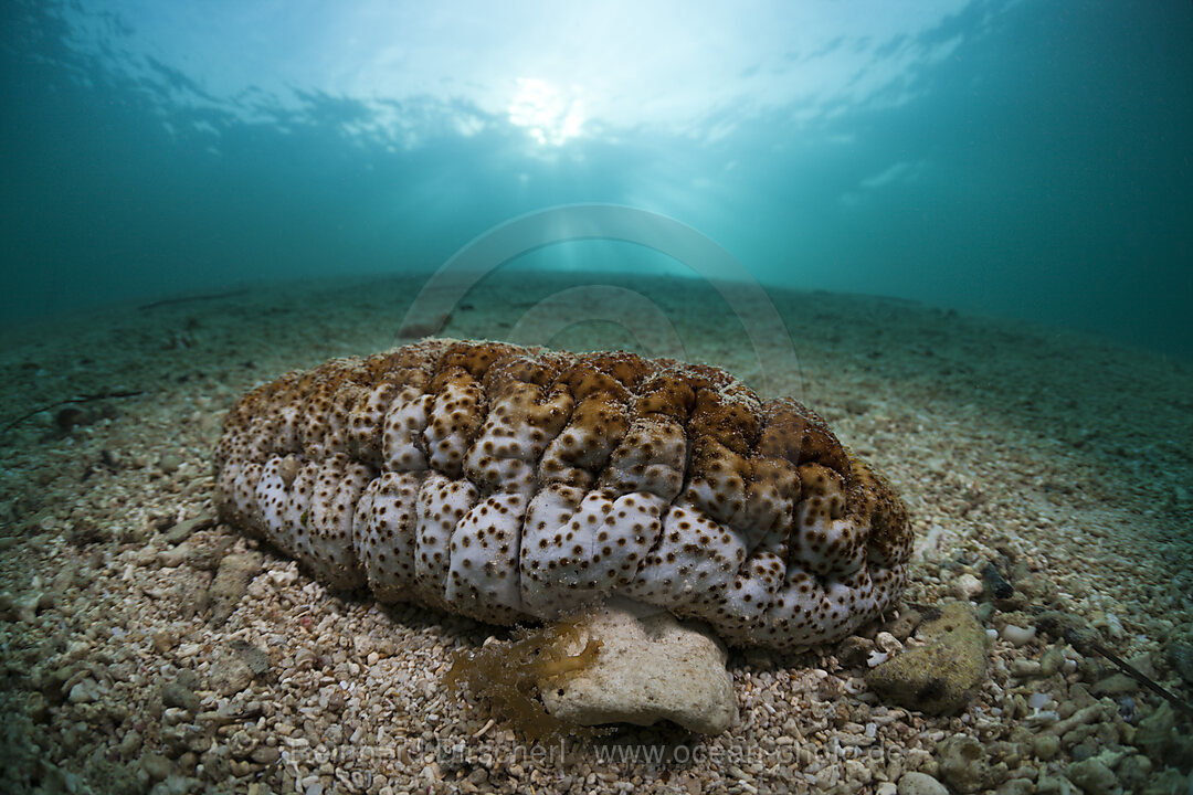 Seegurke in Lagune, Holothuroidea, Cenderawasih Bucht, West Papua, Indonesien