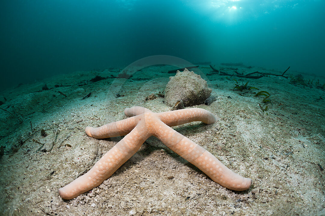 Seestern in Lagune, Linckia sp., Cenderawasih Bucht, West Papua, Indonesien