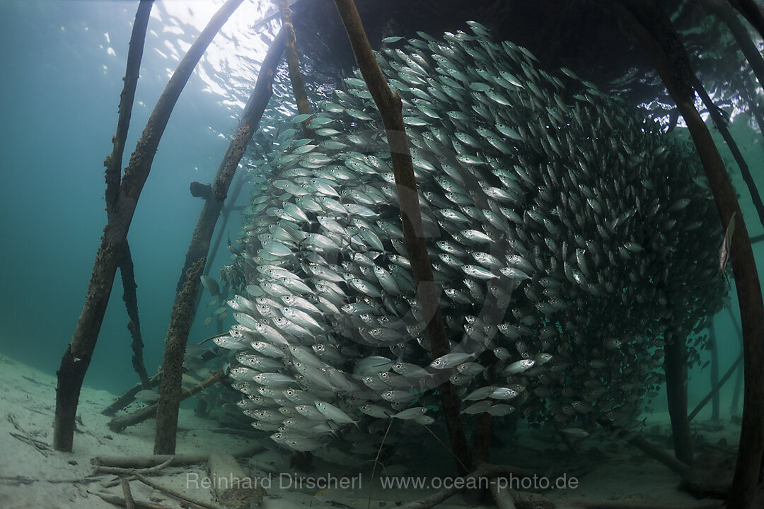 Schwarm Gelbstreifen-Heringsmakrelen in Lagune der Insel Ahe, Selaroides leptolepis, Cenderawasih Bucht, West Papua, Indonesien