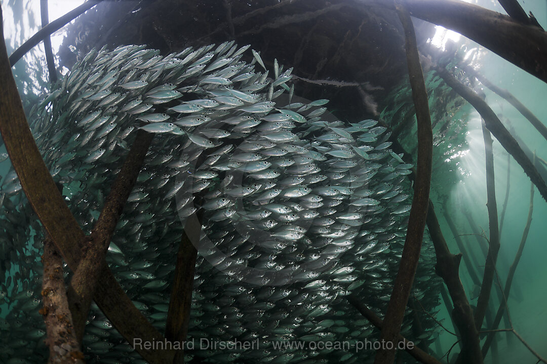 Schwarm Gelbstreifen-Heringsmakrelen in Lagune der Insel Ahe, Selaroides leptolepis, Cenderawasih Bucht, West Papua, Indonesien