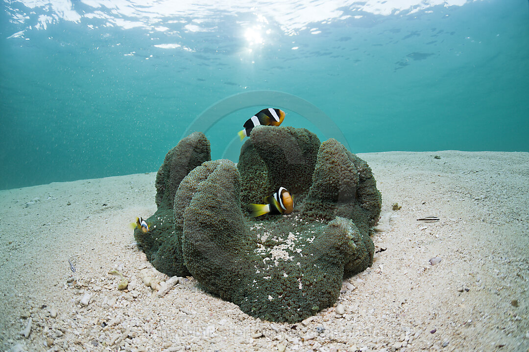 Clarks Anemonenfische in Lagune