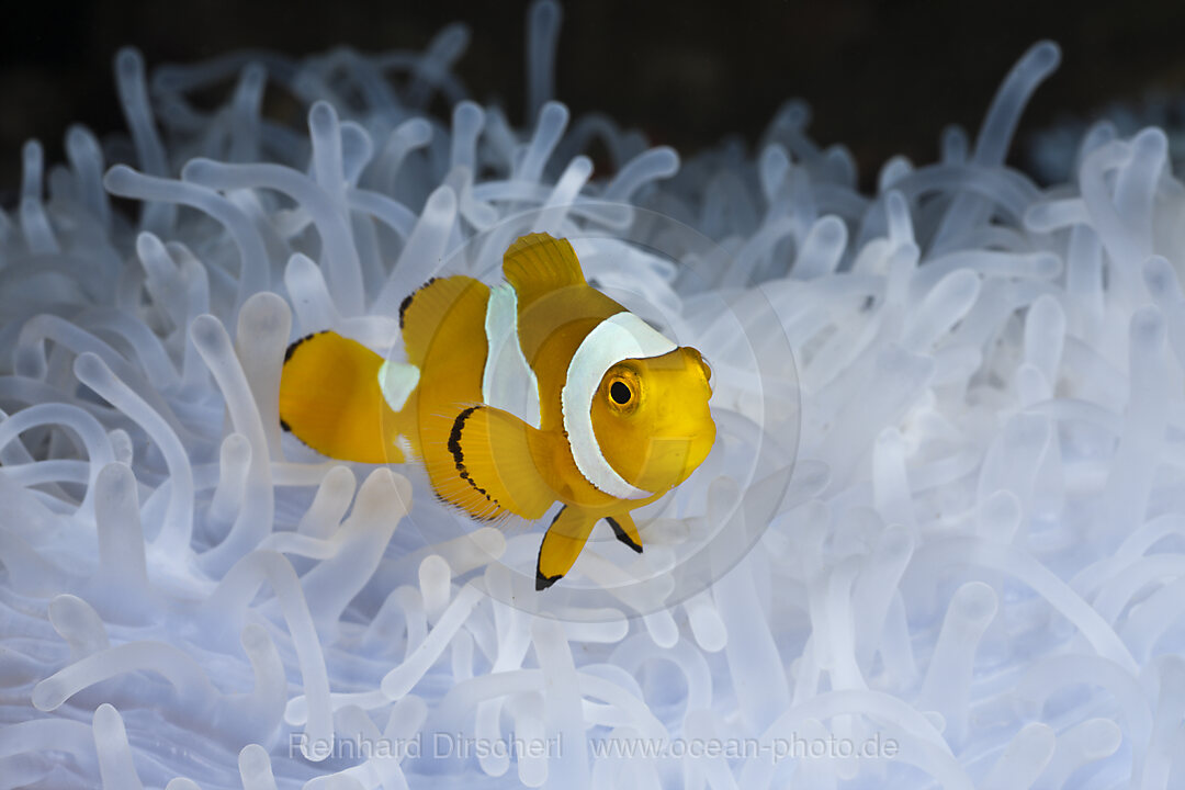 Juveniler Orange-Ringel-Anemonenfisch weisser Anemone