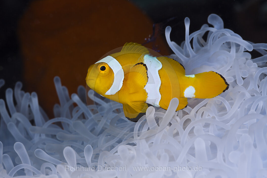 Juveniler Orange-Ringel-Anemonenfisch weisser Anemone, Amphiprion ocellaris, Heteractis magnifica, Cenderawasih Bucht, West Papua, Indonesien