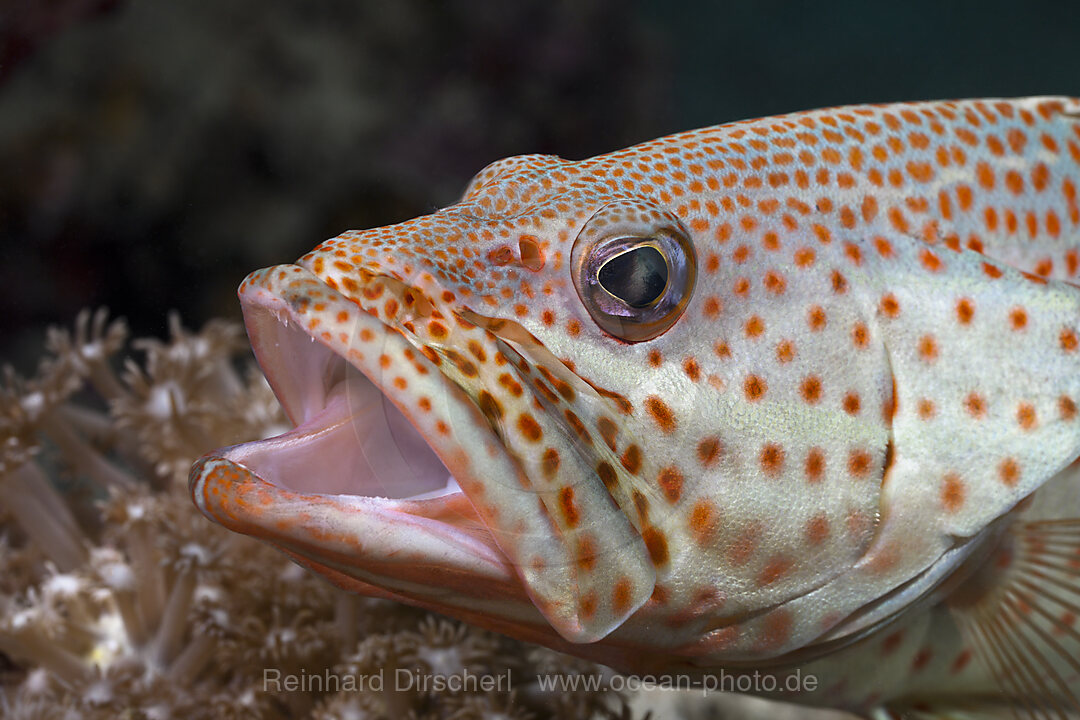 Zackenbarsch oeffnet Maul, Epinephelus bleekeri, Cenderawasih Bucht, West Papua, Indonesien