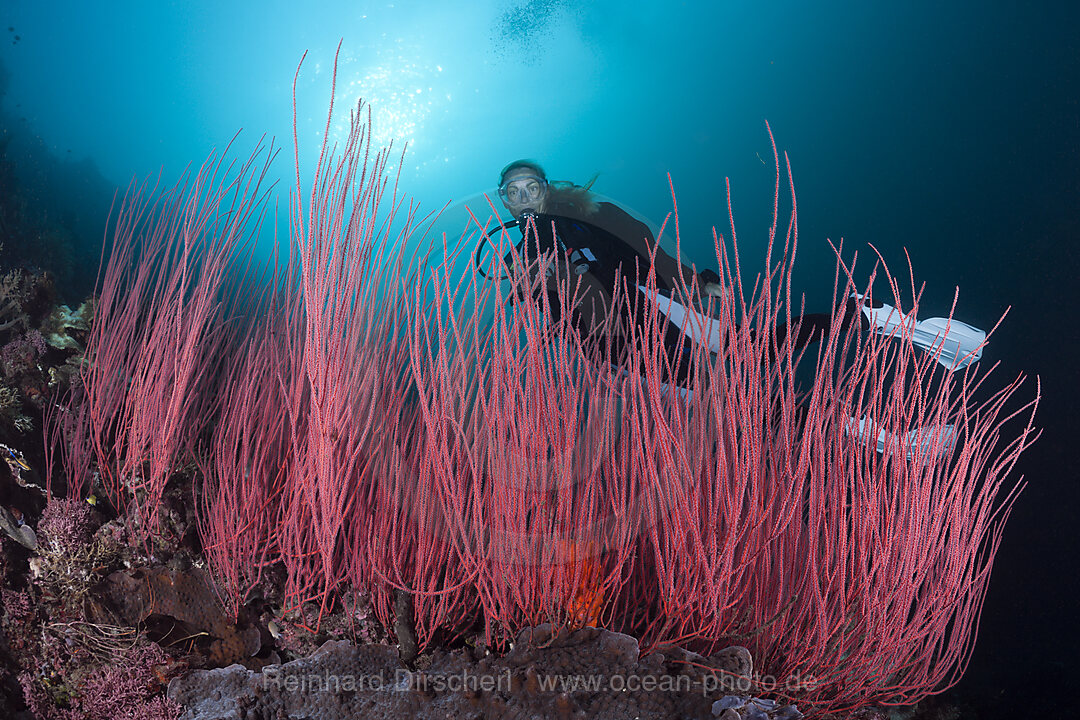 Scuba Diver and Whip corals
