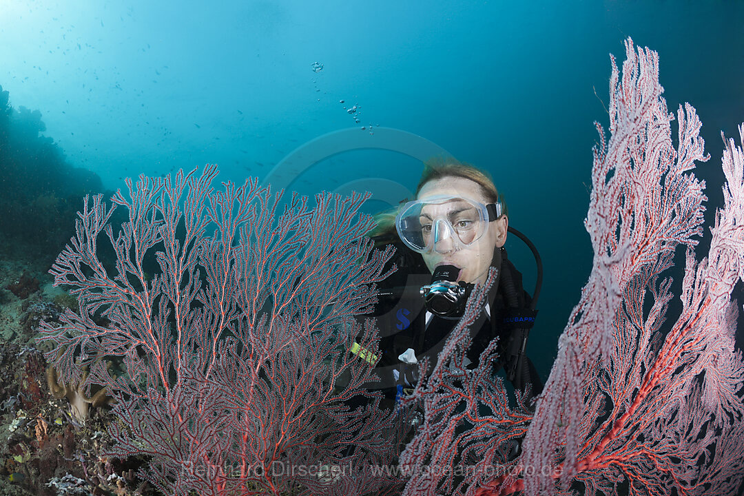 Scuba diver and Seafan