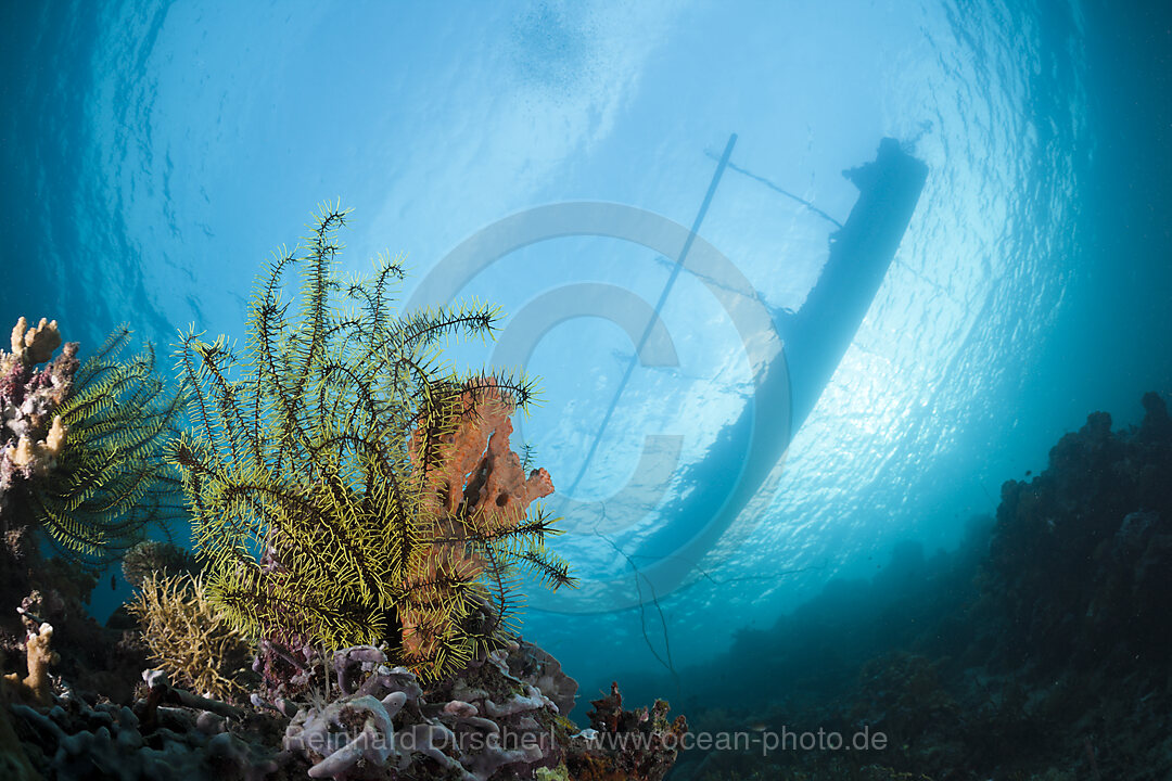 Outrigger Diving Boat over Coral Reef