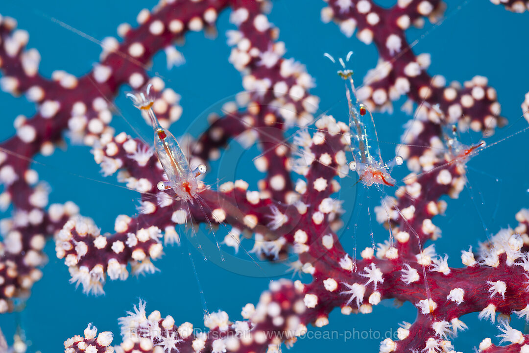 Partnergarnelen auf Gorgonie, Periclimenes psamathe, Cenderawasih Bucht, West Papua, Indonesien