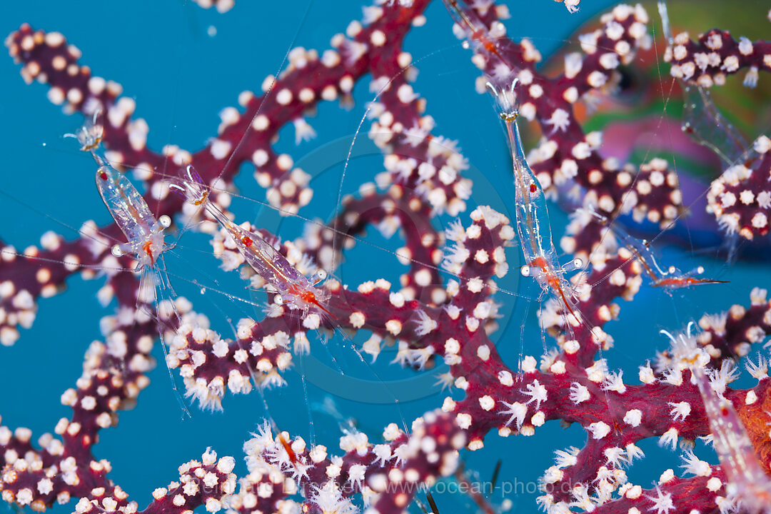 Partnergarnelen auf Gorgonie, Periclimenes psamathe, Cenderawasih Bucht, West Papua, Indonesien